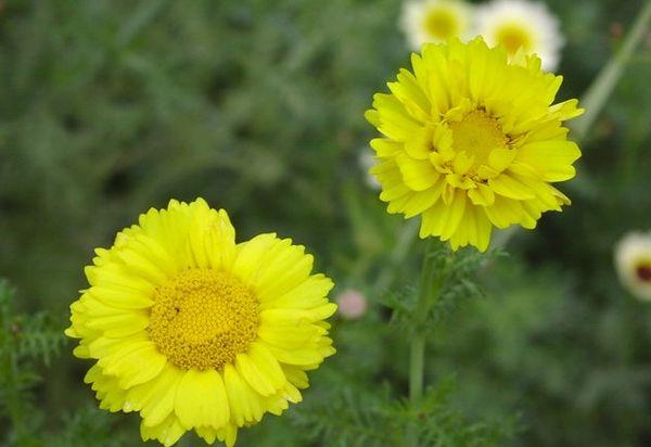 Chrysanthème Orion