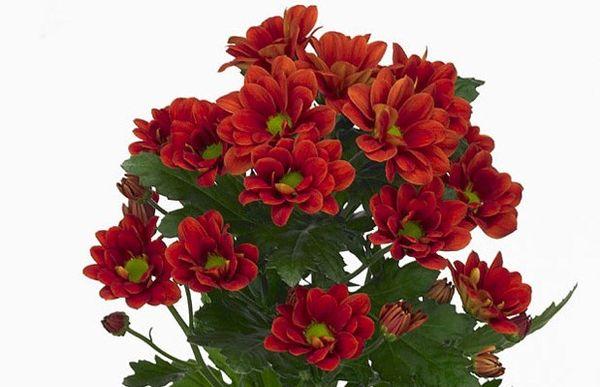 Chrysanthème Monagua