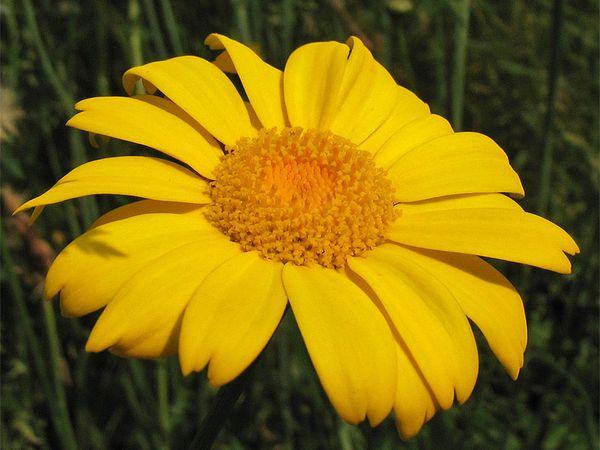 Chrysanthemum sowing