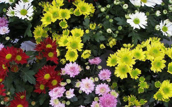 Chrysanthemum Small-flowered