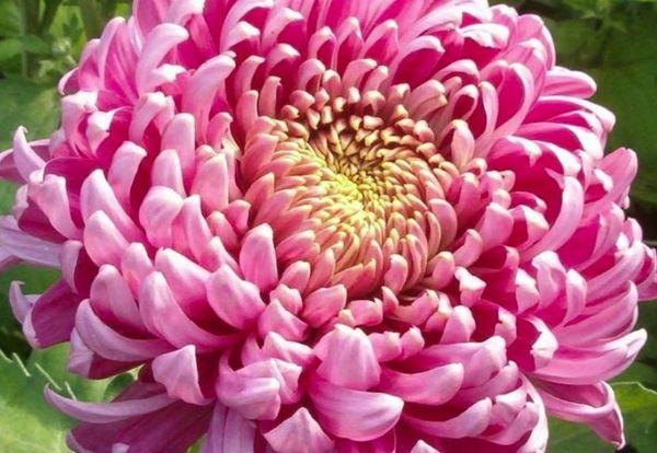 Chrysanthemum viking