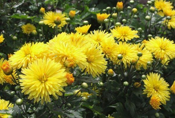 Chrysantheme Dubok