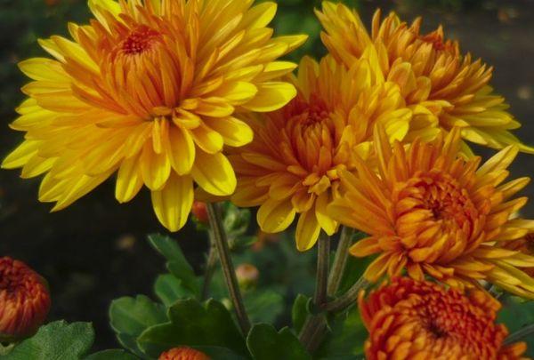 Chrysanthème ambre