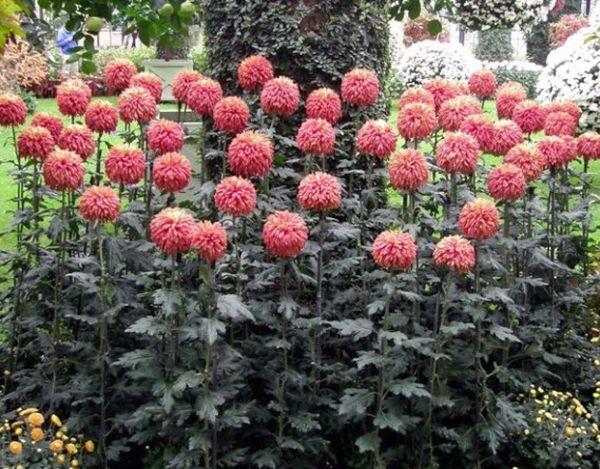 Chrysanthème élevé