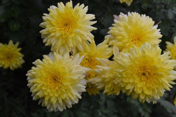 Soleil de chrysanthème