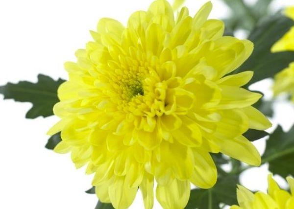 Chrysantheme Zembla