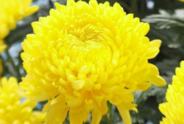 Chrysanthème Astroïde