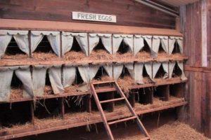 How to make a do-it-yourself nest for laying hens with an egg collector at home