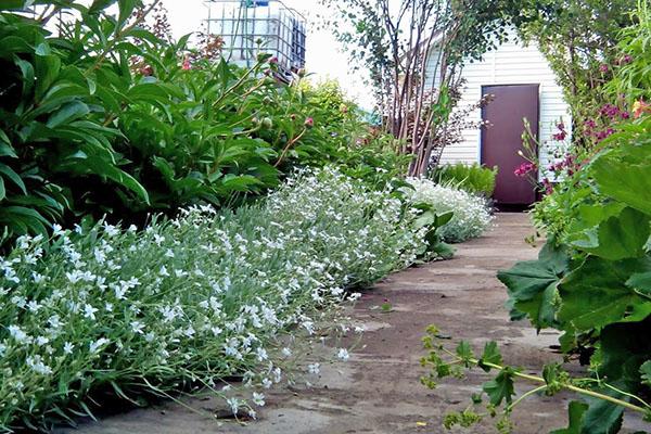 flores en el jardin