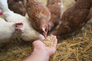 Welke vitamines zijn nodig voor kippen en dosering, namen van medicijnen en gezond voedsel