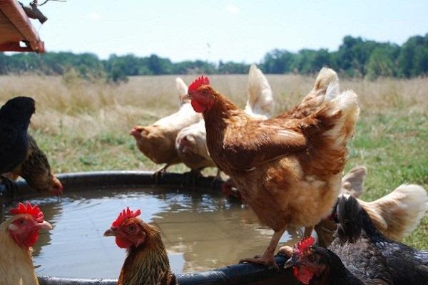 poulets au bord de l'eau