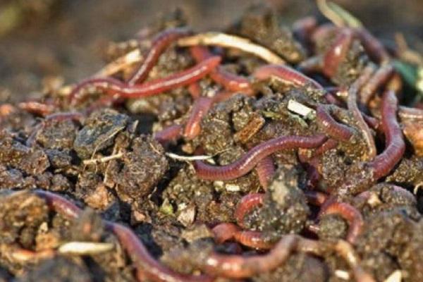 worms in the ground