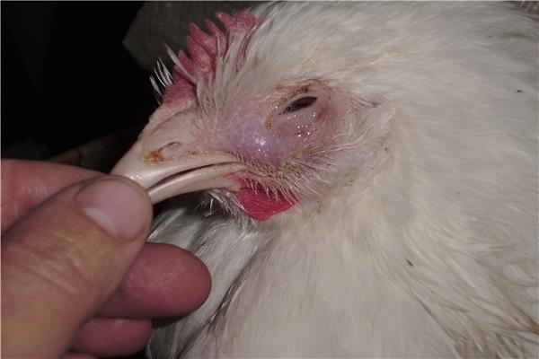 chicken diseases