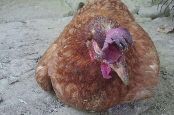 Sick chicken