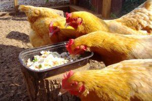 A simple recipe on how to increase egg production at home