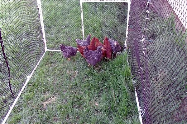 las capas están caminando