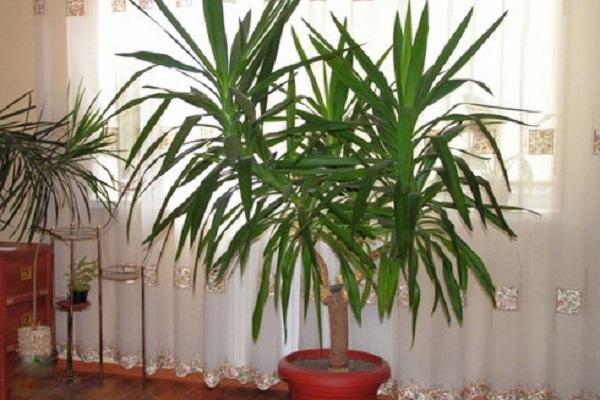 indoor yucca