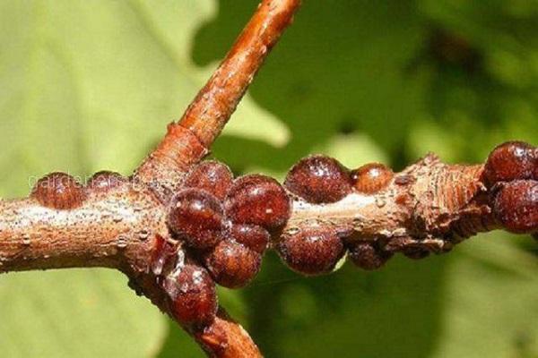 fausses branches de bouclier