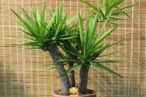 Features of caring for room yucca at home, reproduction and transplantation