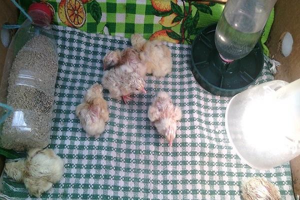 poussins sur la table