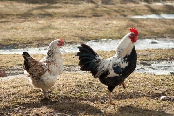 gallo de pura raza