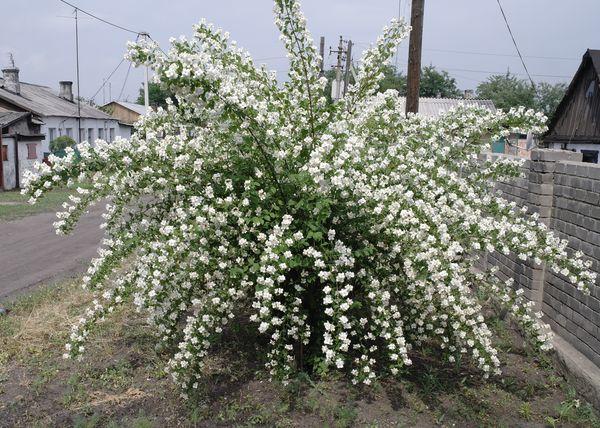 buisson de jasmin