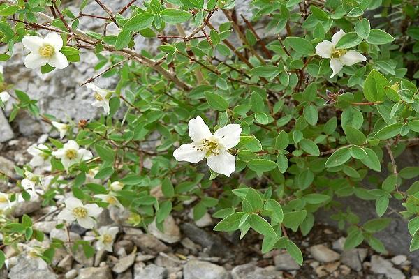 variety Small-leaved