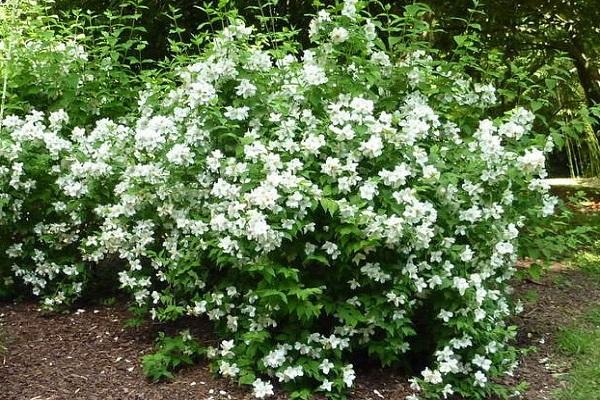 sprawling shrub