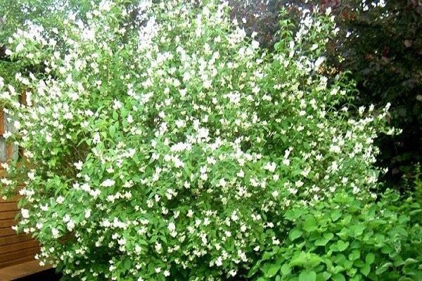 pollinisation croisée des arbustes