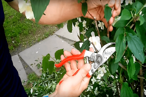 branch pruning