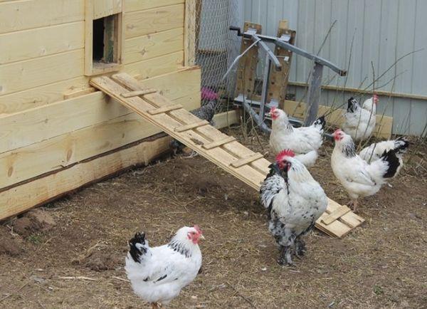 pollos en un gallinero