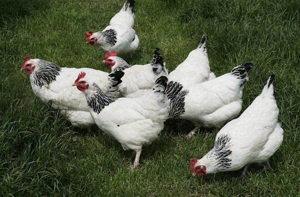 race de poulets