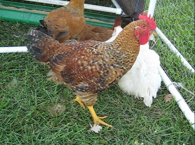 tricolor chickens