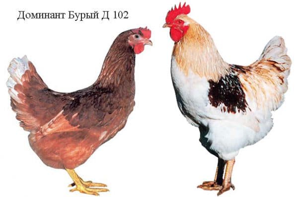 variété de poulets