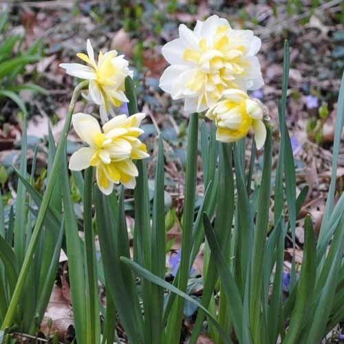 narcissus Irene