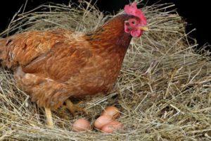 Razones por las que las gallinas no ponen y qué hacer para mejorar la producción de huevos