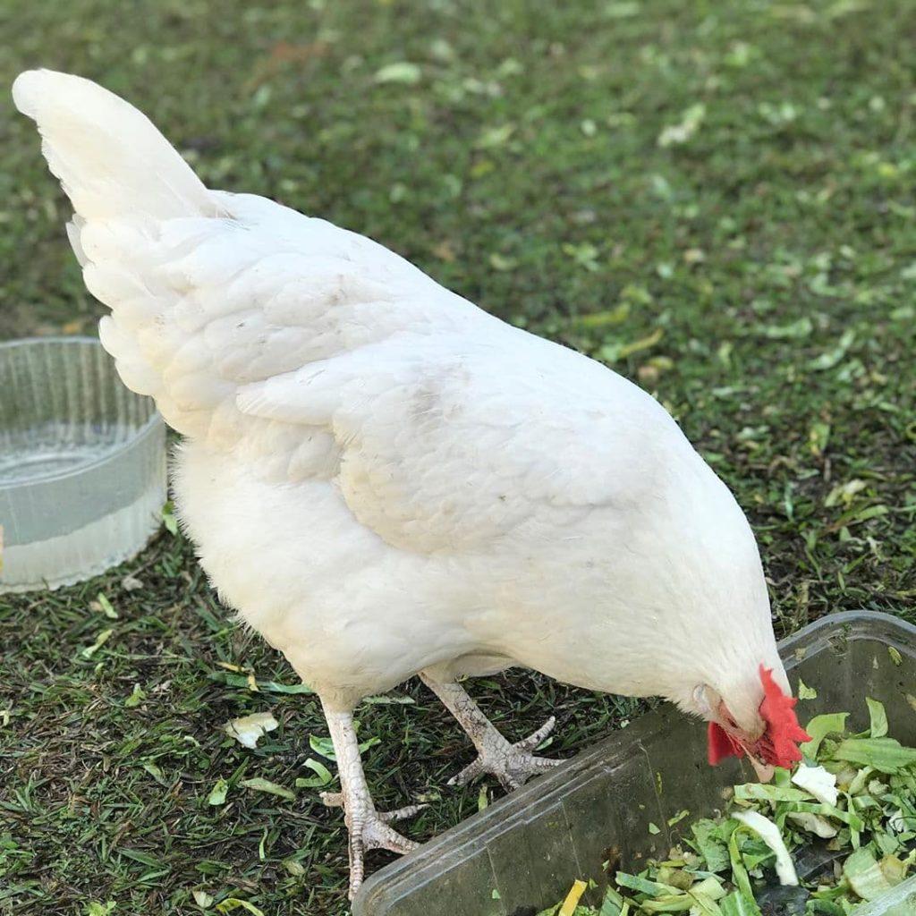 Pollo de engorde de cambio cruzado