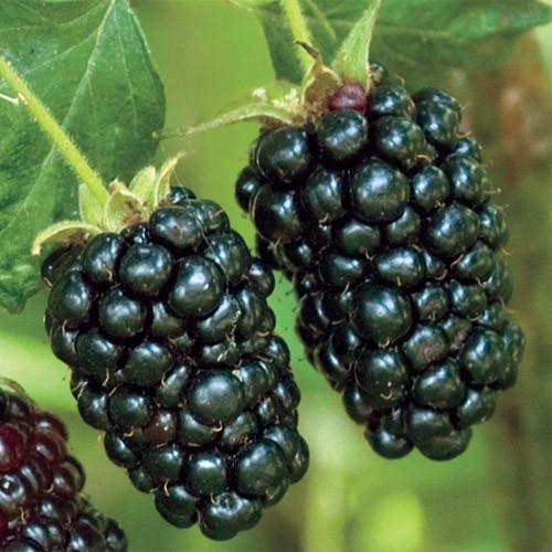 ripe blackberry