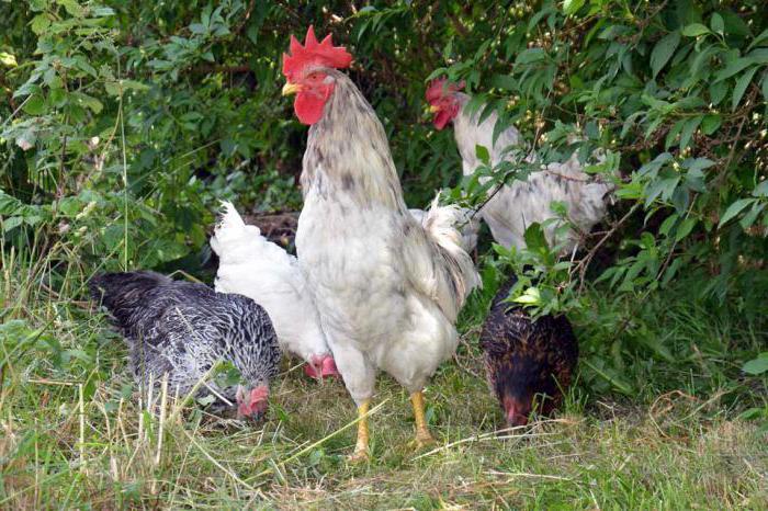 marcher dans le pré