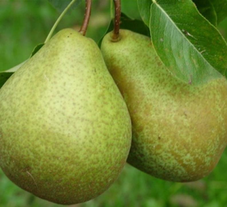 zhegalov's pear