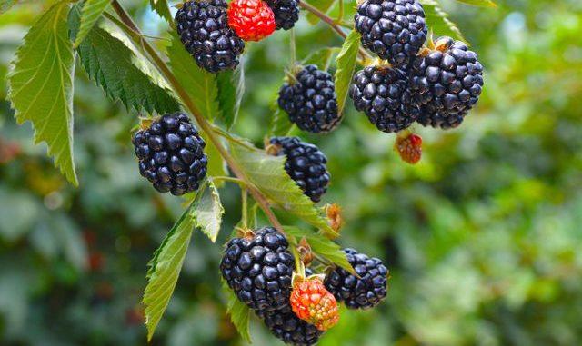 ripe blackberry