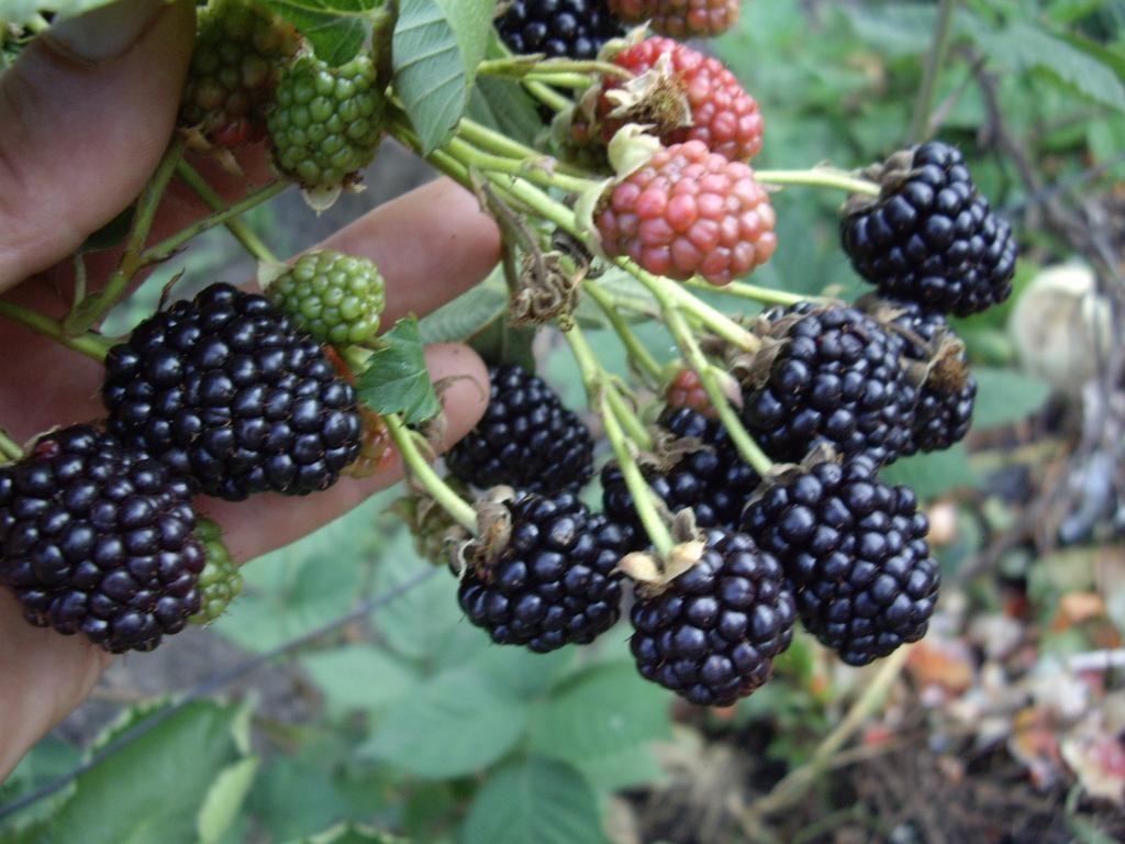 ripe blackberry