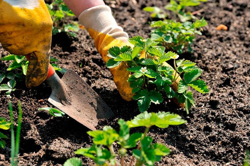 plantation de fraises