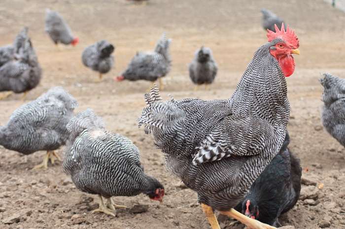 poulets dominants