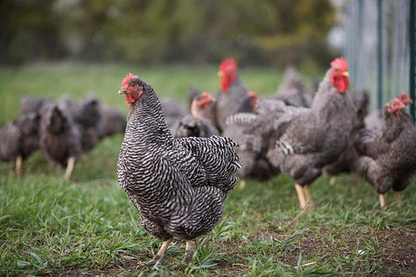 races de poulets et reproduction