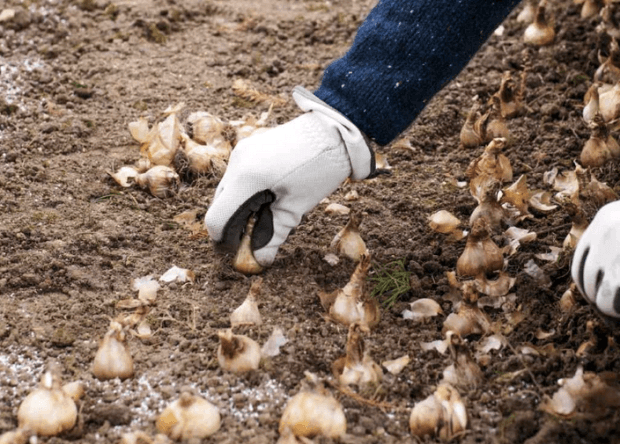 planting daffodils