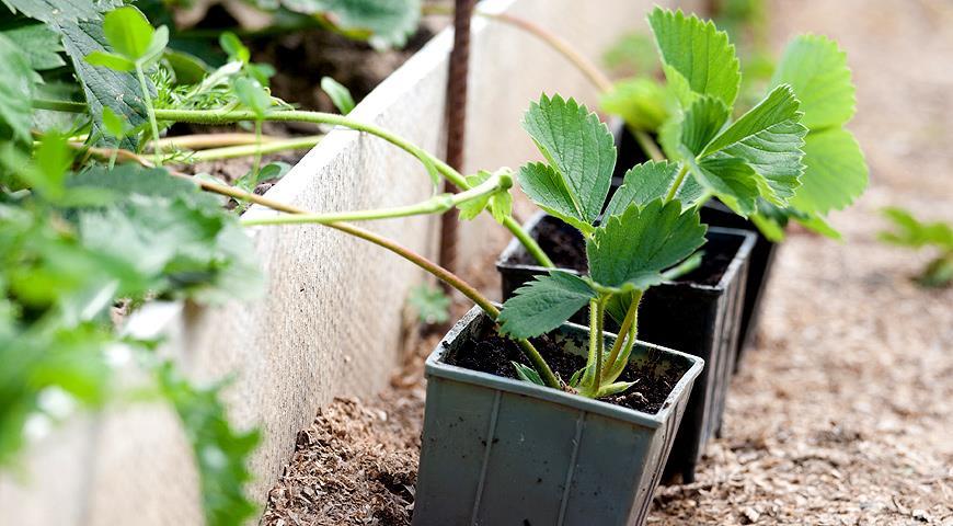 propagation de fraises