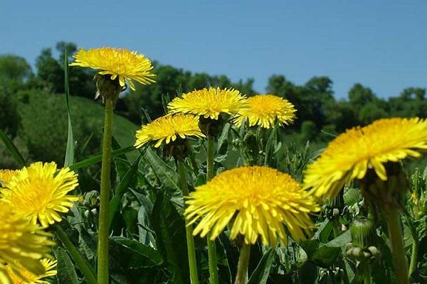 flower dandelion