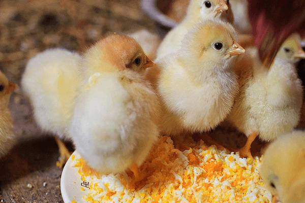 feeding chicks