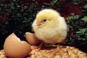 Recommendations, the better to feed day-old chicks at home